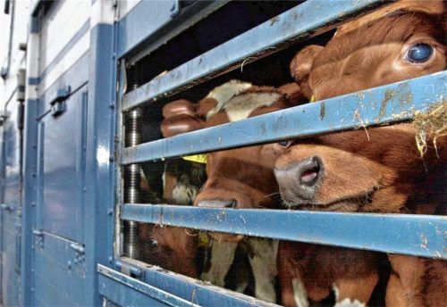 Tierschutzwidrige Transporte in Drittländer soll es künftig nicht mehr geben. Das bayerische Umweltministerium hat entsprechende Regelungen erlassen. Bei Zuwiderhandlungen droht ein Entzug der Zulassung für Transportunternehmen. Foto dpa