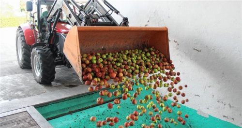 „Während in vergangenen Jahren das Obst mit Anhängern angeliefert wurde, reicht es derzeit nur für eine volle Baggerschaufel“, sagt Joachim Wiesböck. Foto Steffenhagen