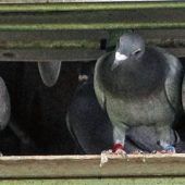 Jungtiere bestehen Bewährungsprobe