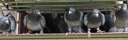 Die Brieftauben der Region Oberland haben jetzt Pause.Foto  Stache