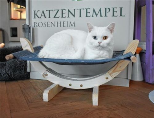 Wartet auf Besucher: Katzendame Malu. Fotos Hausmann