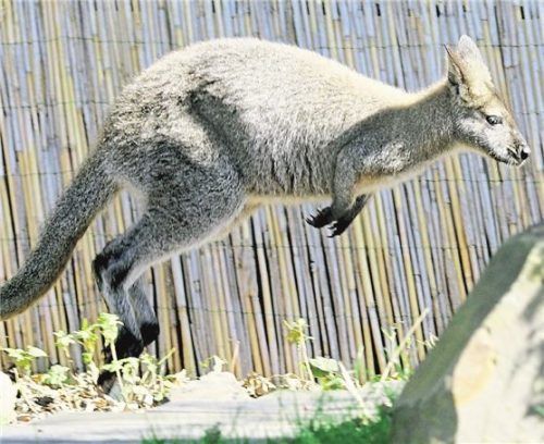 Wer ein Känguru als Haustier halten möchte, muss hohe Auflagen erfüllen. Foto dpa