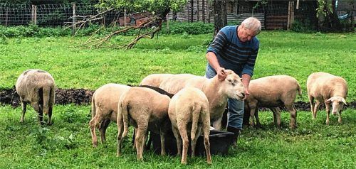 Zwölf Mutterschafe und ein Bock, der „Herr Kaiser“ heißt und von Besitzer Georg Schüller gekrault wird, leben derzeit auf der Koppel an der Staatsstraße. Fotos weinzierl