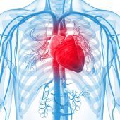 Das Frauenleiden „Hochdruckherz“