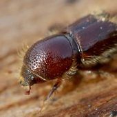 Weniger Borkenkäfer