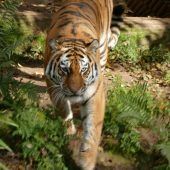 Messerangriff: Täter weiter auf der Flucht Tiger Samur  zieht um