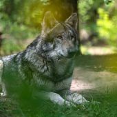 Wolf reißt Damwild im Kreis Freising
