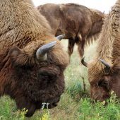 Bisonhalter verklagt den Freistaat