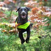 Eine Hundestaffel gegen die Schweinepest