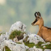 Tierschützer sorgen sich um die Gams