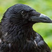 Der Vogel mit dem Image-Problem