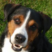 Hund Juri  wird vermisst 40 Millionen Euro für  Pandemie-Forschung