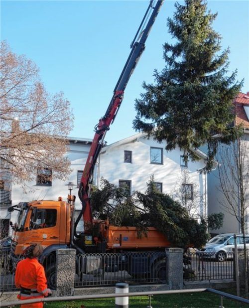 Der Bauhof half tatkräftig mit, den Baum vor dem Pfarrhaus aufzustellen.