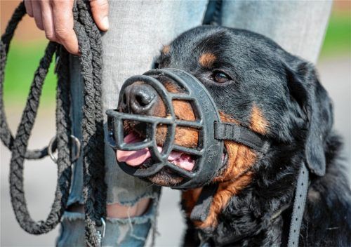 Der Gemeinderat Oberaudorf plädiert für eine Erhöhung der Hundesteuer. Zudem soll für Kampfhunde künftig ein eigener Steuersatz angesetzt werden. Foto dpa