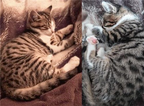 Für die beiden Katzendamen Mia und Gaia sucht die IG Mensch und Tier ein Zuhause, bei dem sie ihren schweren Start ins Leben weit hinter sich lassen können. Foto  re