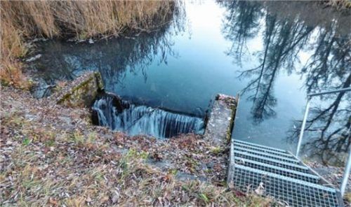 Hier geht’s nicht weiter: Das Bucher Altwasser fällt zwei bis drei Meter ins Sulmaringer Altwasser hinunter. Für Wasserlebewesen ein unüberwindbares Hindernis.