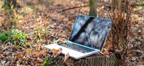 Mit jeder Internetsuche etwas Gutes tun, zum Beispiel für die Umwelt: Grüne Suchmaschinen machen es möglich.Foto pixabay