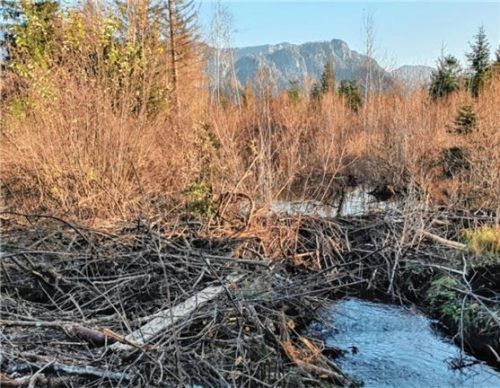 Mit vielen kleinen Ästen hat der Biber ganze Arbeit geleistet. Der angestiegene Wasserspiegel hat unter anderem einen stark frequentierten Wanderweg überflutet.