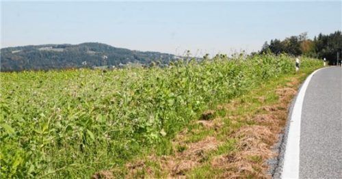 Nicht nur eine Augenweide: Ein sattgrüner Landstrich mit verschiedenen Blüten bei Söllhuben Richtung Hirnsberg. Vögel finden hier Nahrung und Unterschlupf. Foto Kirchner