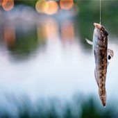 „Fischwilderer“ zu Unrecht verdächtigt
