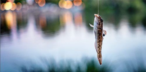 Wegen Fischwilderei in Raublinger Gewässern stand ein Miesbacher vor Gericht. Foto dpa