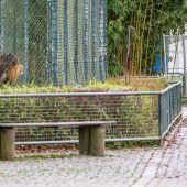 Zoos verzeichnen Millionenverluste