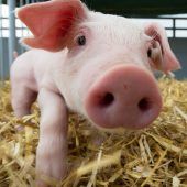 „Schlachtstau“ sorgt Schweinezüchter
