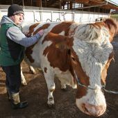 Großtierärzte plagen Nachwuchssorgen