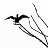 Kormoran in Kolbermoor