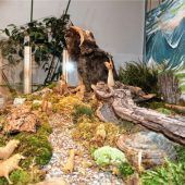 Kolbermoorer Adventswege endeten an der Krippe mit Hoffnungslichtern