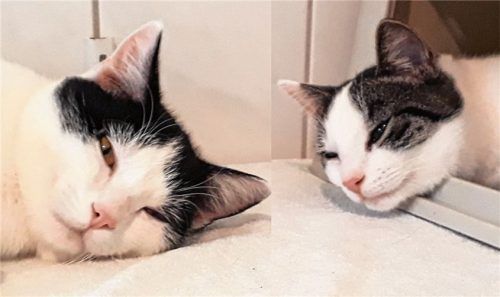 Die beiden verschmusten Kater sind bereits kastriert und gechippt. Foto Tierheim Ostermünchen