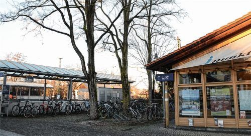 Diese drei Robinien will die Deutsche Bahn am Bad Endorfer Bahnhof fällen lassen. Der Marktgemeinderat hatte sich bei einem Ortstermin im Oktober dafür ausgesprochen, die Bäume zu erhalten. Foto Ammelburger