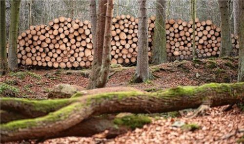 Gesunder Nebeneffekt: Der Werkstoff Holz kann Kohlendioxid speichern. Foto dpa