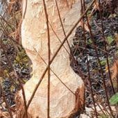 Biber fällen Bäume an der Mangfall