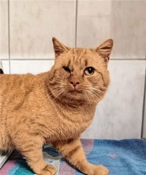 Kater Andi hat einen schweren Leidensweg hinter sich. Umso mehr freut er sich jetzt auf eine behütete Zukunft. Foto  re