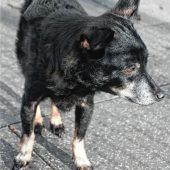 Ein Hund entkommt der todbringenden Spritze