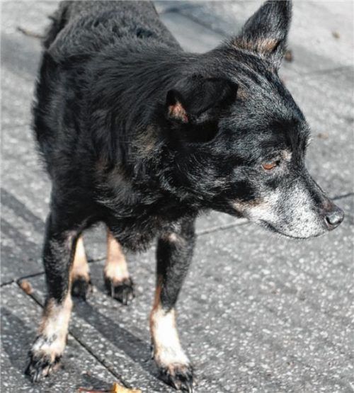 Lasse ist ein schwarzer Toy-Terrier-Mischling. Er sucht ein neues Zuhause. Foto Re