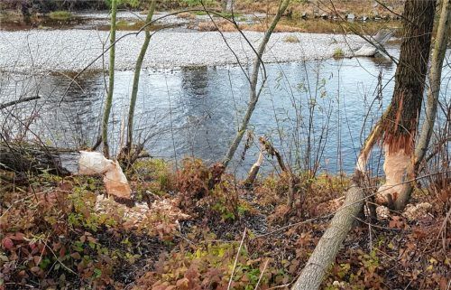 Nachts ist der Biber hier aktiv: Am Fußweg an der Mangfall in Kolbermoor Richtung Bad Aibling hat er schon Bäume gefällt, um an die Knospen zu gelangen.