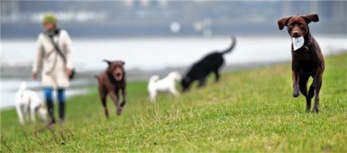 Tierliebe kann teuer werden: Wer in Großkarolinenfeld fünf Hunde sein Eigen nennt, zahlt ab 2021 900 Euro Hundesteuer pro Jahr. Wenn ein „Kampfhund“ dabei ist, wird es noch teurer. Foto dpa