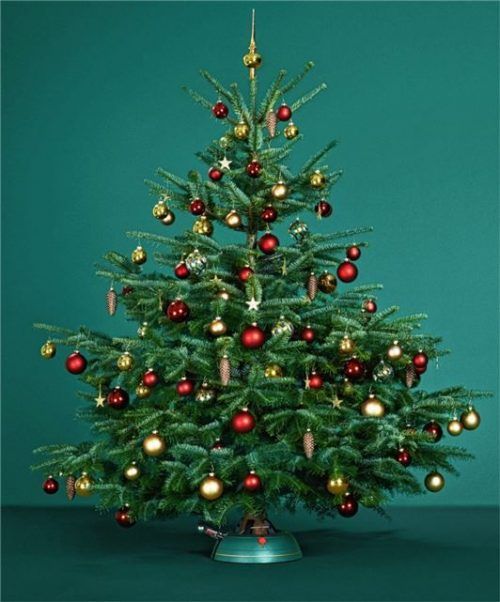 Umweltfreundlich: Am besten wählt man einen Baum aus ökologischem Anbau oder vom heimischen Förster vor Ort aus. Schöne Bäume gibt es beim Christbaumverkauf am 11. und 12. Dezember vor dem OVB-Druckzentrum in der Rosenheimer Mangfallstraße. OVB-Abocard-Besitzer erhalten 20 Prozent Rabatt. Foto djd/Krinner