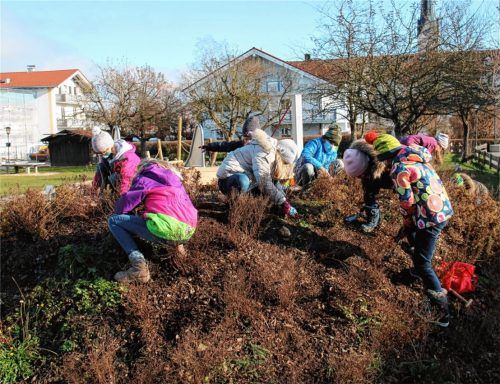 Vor Kurzem pflanzten die Eggstätter Grundschulkinder der Klasse 2b insektenfreundliche Blumenzwiebeln auf dem neu angelegten Pausenhof, damit es im Frühjahr blüht. Foto Re