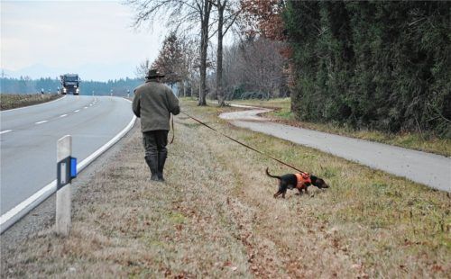 Wastl hat eine Spur aufgenommen, lenkt den Jäger von der Staatsstraße in Richtung Wald.Foto  Schlecker