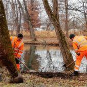Zufluchtsorte für Singvögel geschaffen