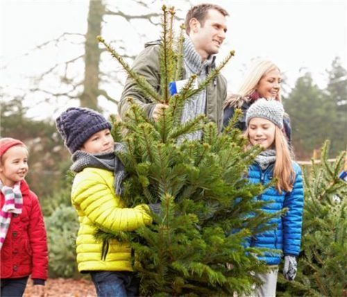 Zusammen mit den Liebsten den Weihnachtsbaum aussuchen: die alljährliche Einstimmung aufs Fest. Foto Fotolia
