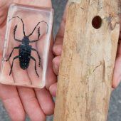 Laubholzbockkäfer erfolgreich ausgerottet