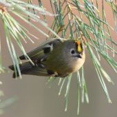 Einsatz für Vogelbeobachter