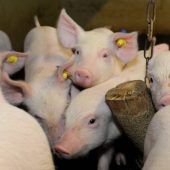 Gentechnik statt Kastration bei Schweinen