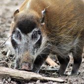 Ein Fünftel der Kita-Kinder in Betreuung Chemie-Unfall bei Schwimmbadpflege  Pinselohrschwein stirbt in hohem Alter Hundeköder mit Rasierklinge Polizist von Auto erfasst und verletzt