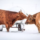 Auch Rinder haben Spaß im Schnee