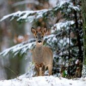 Winterliche Ruhestörung